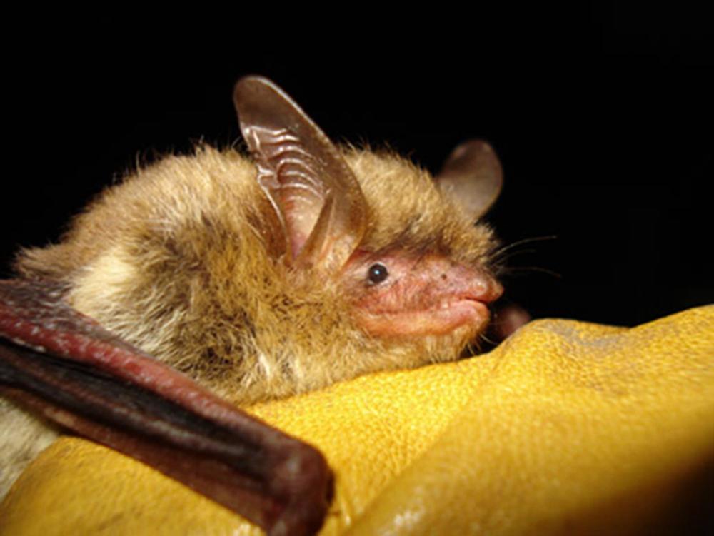 북부 긴 귀 박쥐, 멸종위기종으로 분류돼